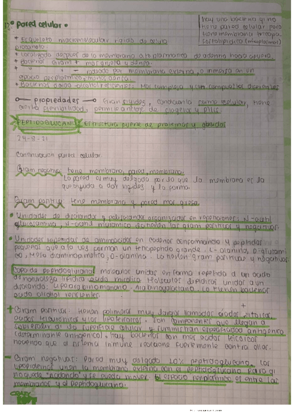 Miniatura del documento Bacterias-7.pdf