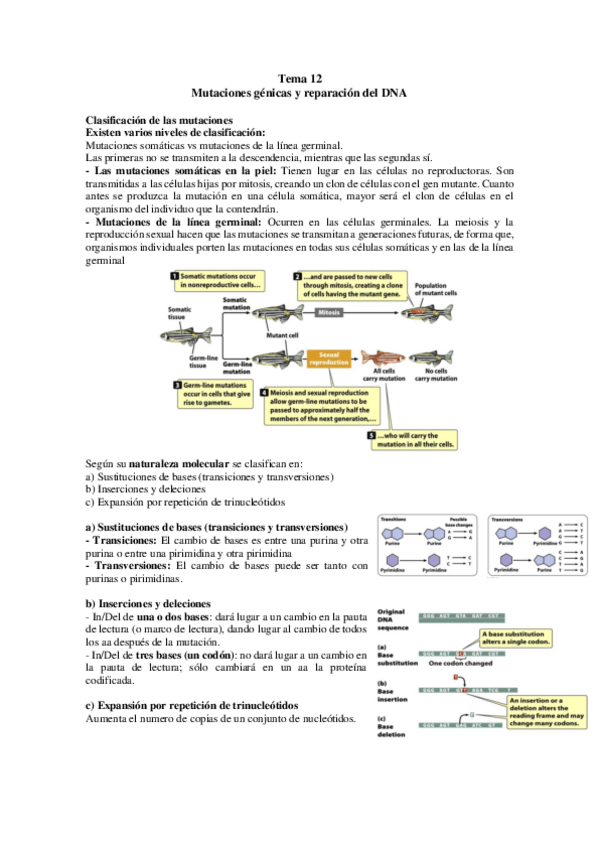 Miniatura del documento TEMA-12.pdf