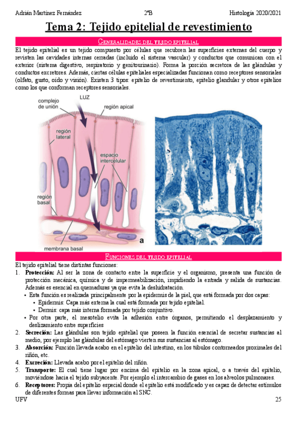 Miniatura del documento Tema-2-Tejido-epitelial-de-revestimiento.pdf