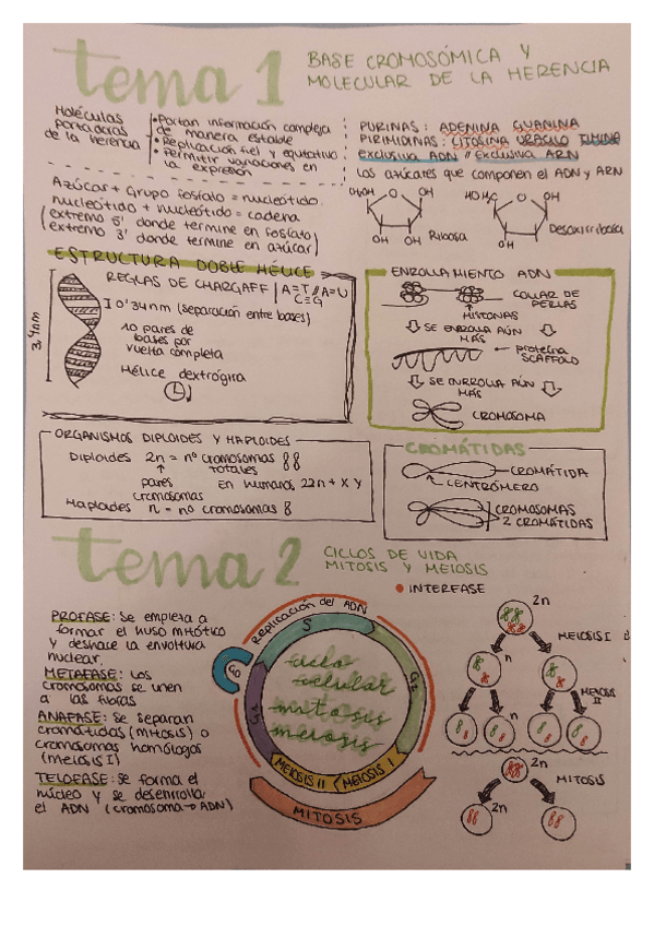 Miniatura del documento Apuntes Genética Bloque 2