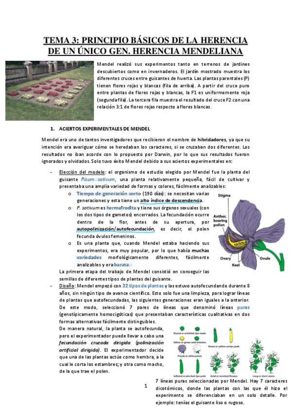 Miniatura del documento Tema-3-Principios-basicos-de-la-herencia.pdf