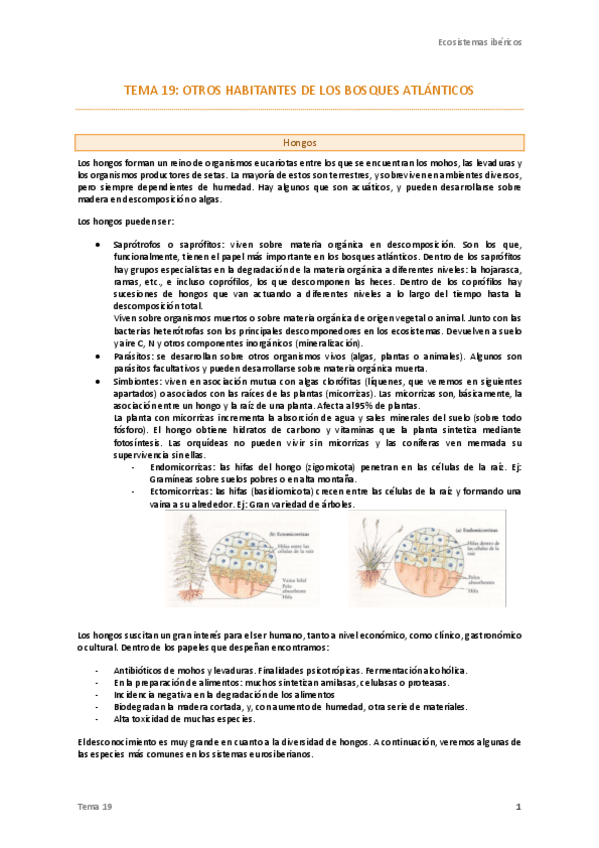 Miniatura del documento Tema-19-Ecos.pdf