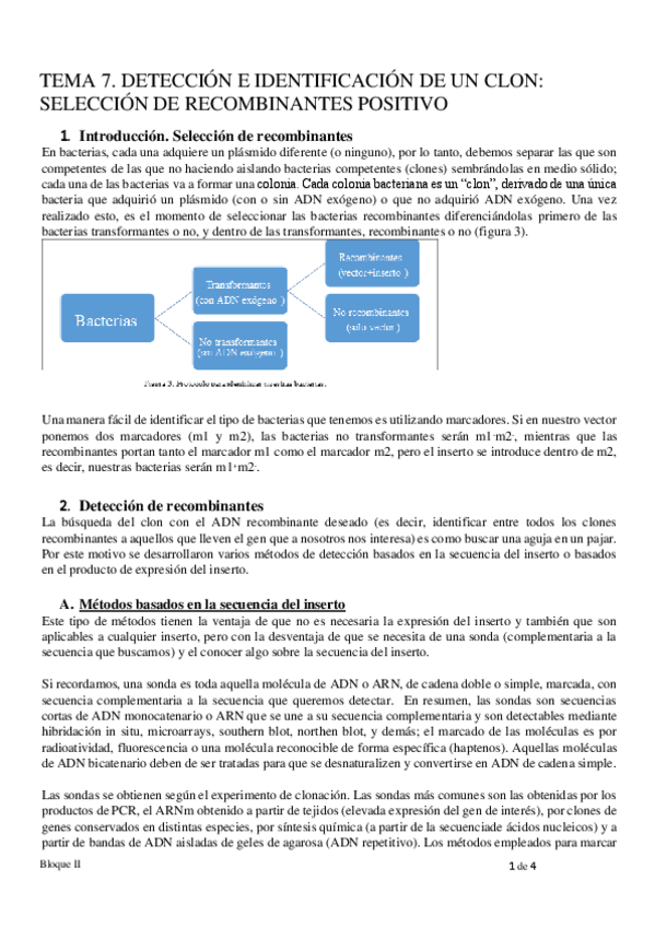 Miniatura del documento TEMA-7-INGENIERIA-GENETICA.pdf