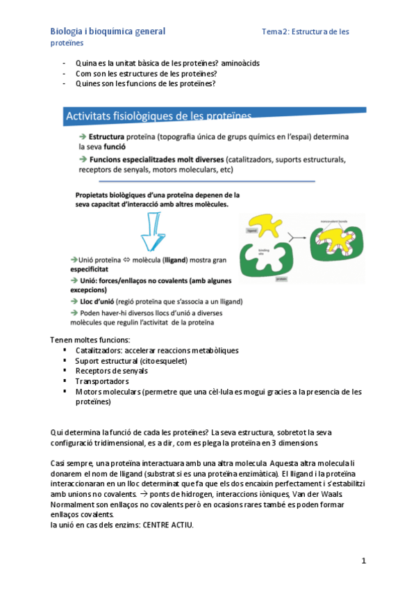 Miniatura del documento Quina-es-la-unitat-basica-de-les-proteines.pdf