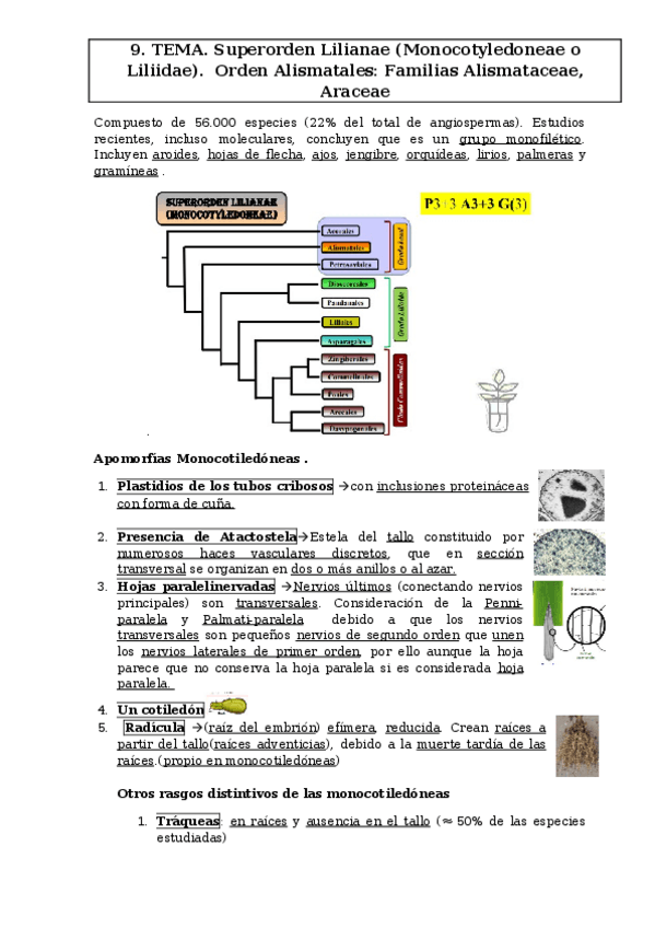Miniatura del documento tema-9-flora.docx
