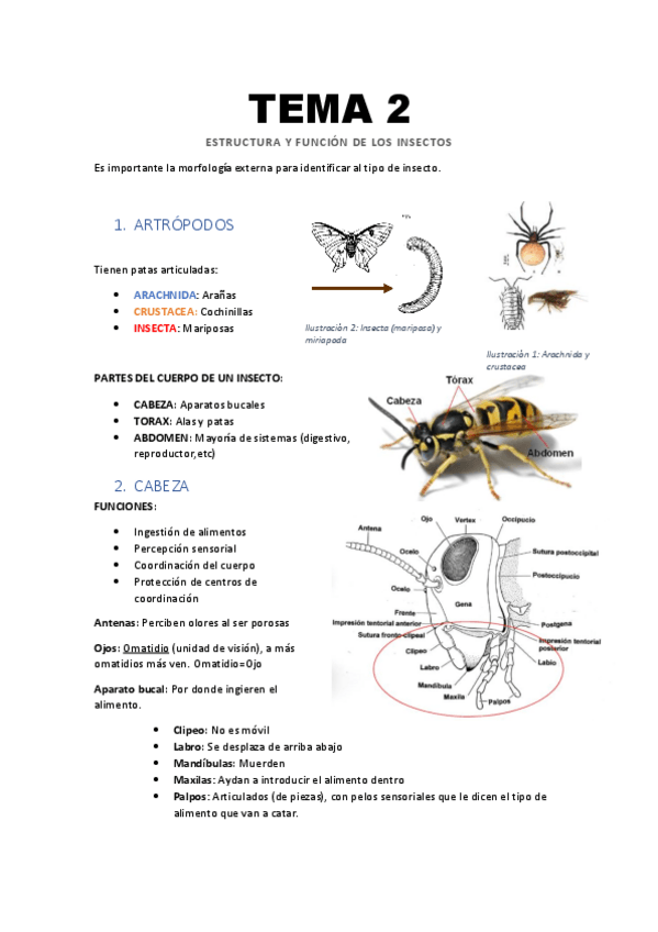 Miniatura del documento Tema-2-Estructura-y-funcion-de-los-insectos.pdf