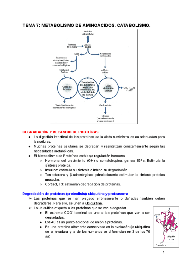 Miniatura del documento TEMA-7-METABOLISMO-DE-AMINOACIDOS.pdf