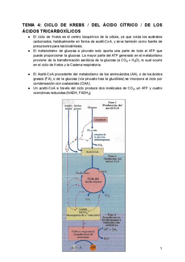 Miniatura del documento TEMA-4-CICLO-DE-KREBS.pdf