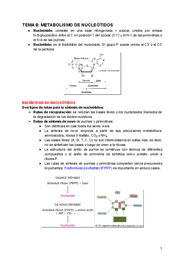 Miniatura del documento TEMA-8-METABOLISMO-DE-NUCLEOTIDOS.pdf