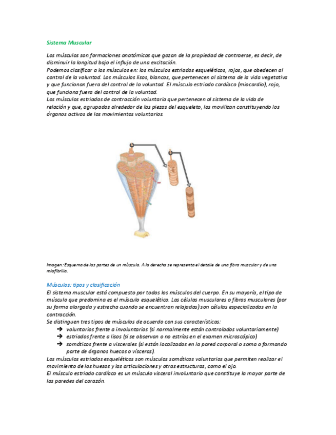 Miniatura del documento Sistema-Muscular.pdf