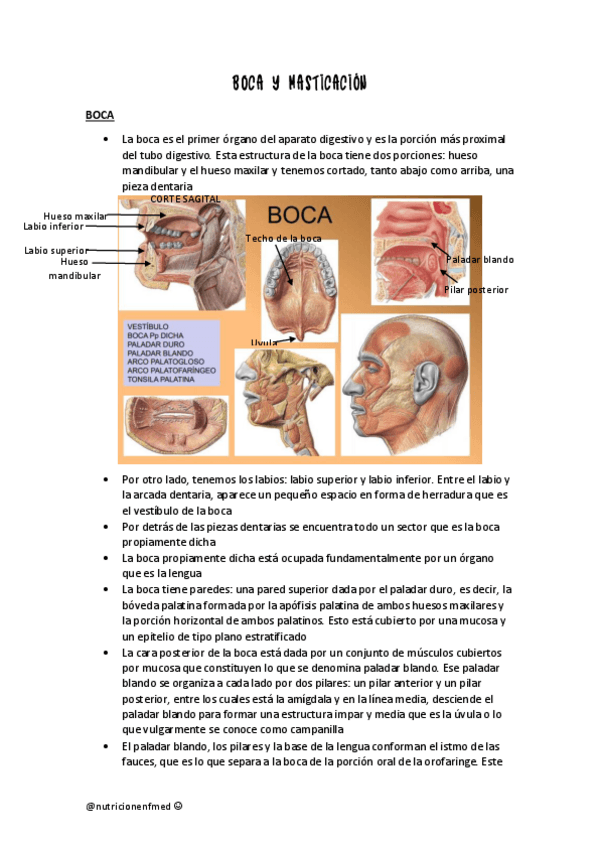 Miniatura del documento BOCA-Y-MASTICACION-RESUMEN.pdf