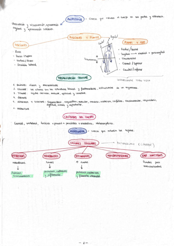 Miniatura del documento TEMARIO-ANATOMIAcompressed.pdf