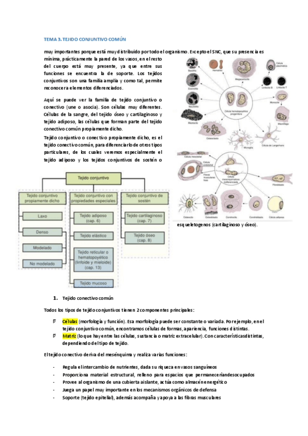 Miniatura del documento T3-4-TEJIDO-CONJUNTIVO.pdf