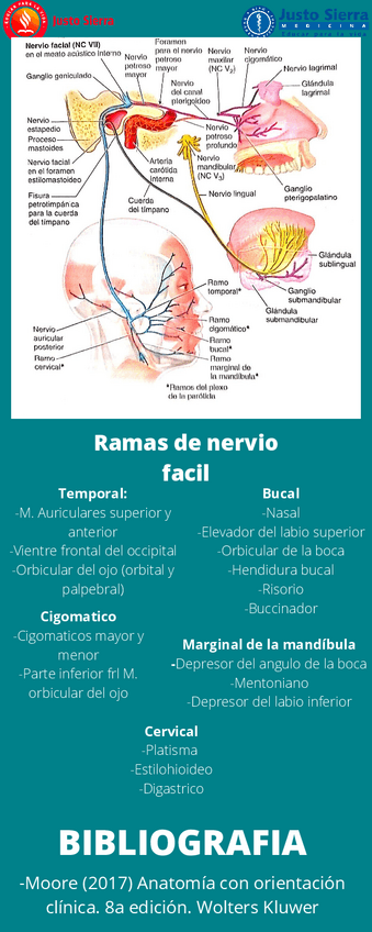 Miniatura del documento Nervio-Facial-Vll.pdf