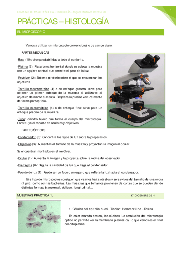 Miniatura del documento PRÁCTICAS HISTOLOGÍA - Final M.M.B..pdf