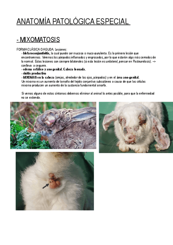 Miniatura del documento APG-CONEJOS.pdf