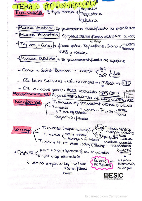 Miniatura del documento esquemas-Histologia-2.pdf