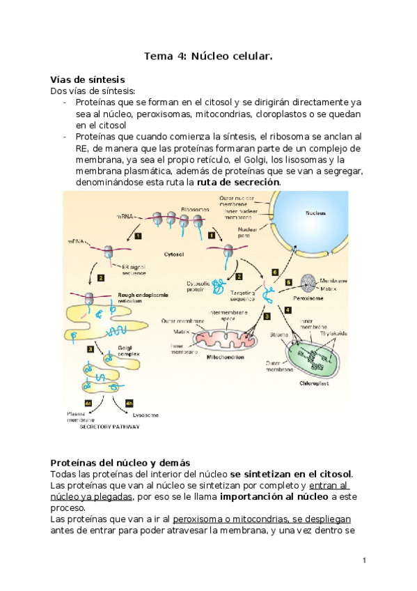 Miniatura del documento Tema 4.docx