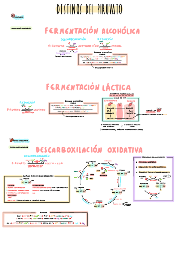 Miniatura del documento 2-Destinos-del-Piruvato.pdf
