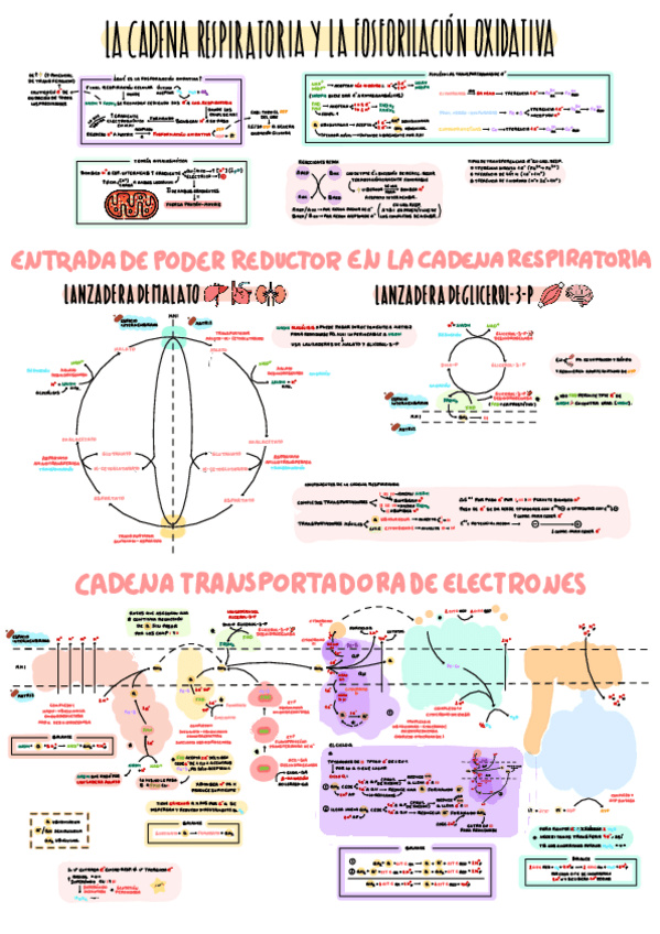 Miniatura del documento 9-La-Cadena-Respiratoria-y-la-Fosforilacion-Oxidativa.pdf