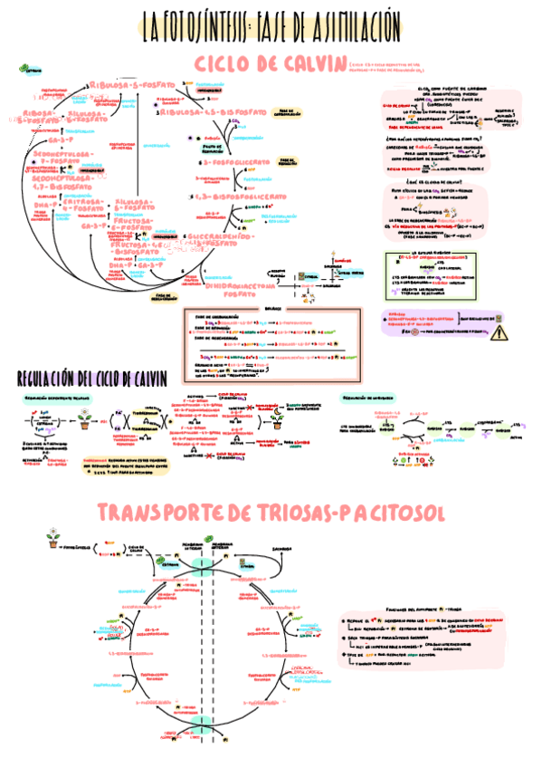 Miniatura del documento 11-La-Fotosintesis-Fase-de-Asimilacion.pdf