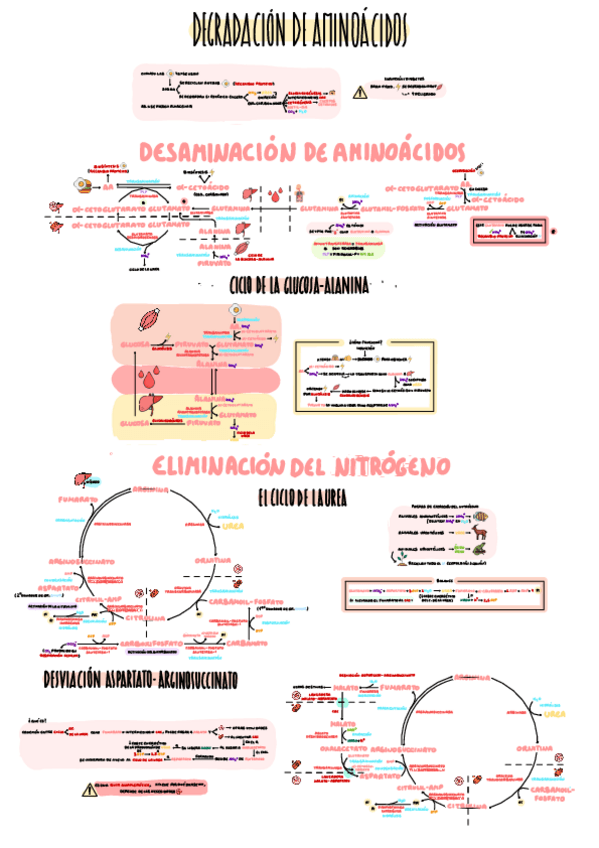 Miniatura del documento 14-Degradacion-de-Aminoacidos.pdf