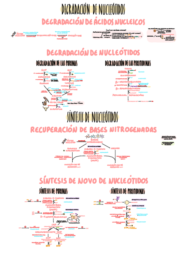 Miniatura del documento 15-Degradacion-y-Biosintesis-de-Nucleotidos.pdf