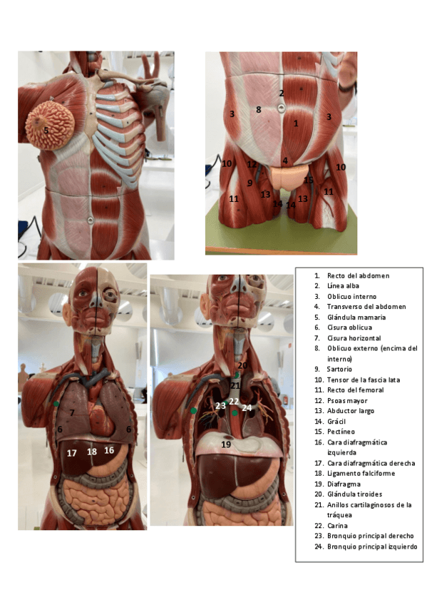 Miniatura del documento IDENTIFICACIN-DE-ESTRUCTURAS.pdf