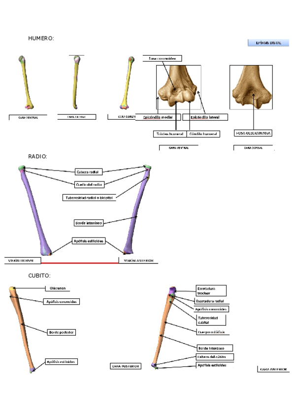 Miniatura del documento BRAZO-Y-CODO.docx