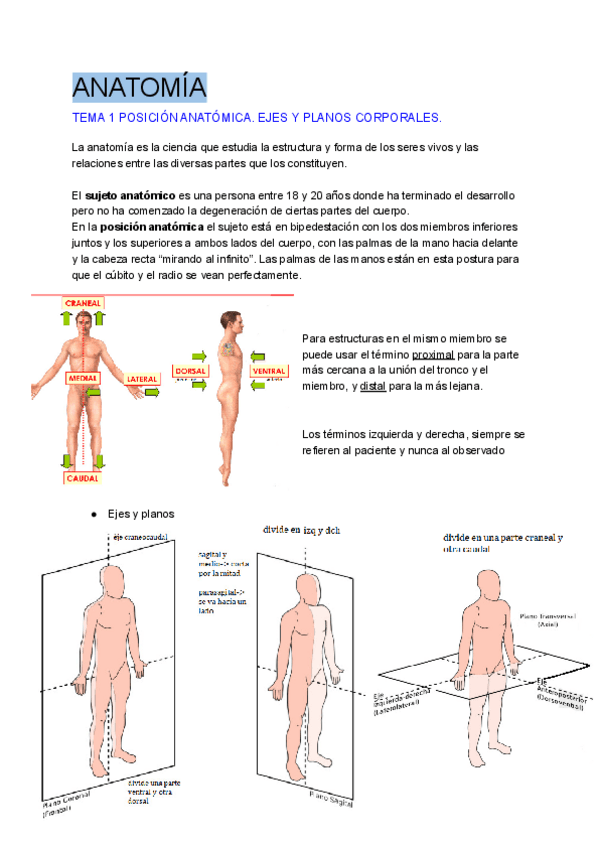 Miniatura del documento tema-1-y-2-anatomia.pdf