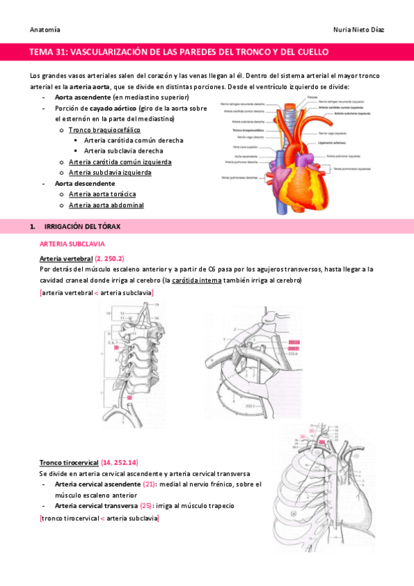 Miniatura del documento TEMA-31-Vascularizacion-de-las-paredes-del-tronco-y-del-cuello.pdf
