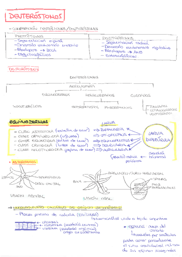 Miniatura del documento RESUMEN-2o-CUATRI.pdf