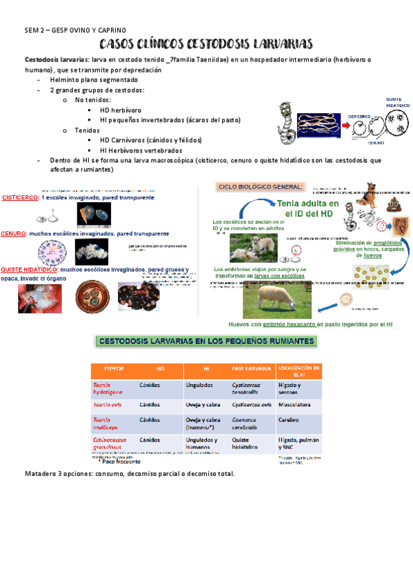 Miniatura del documento SEM-2-cestodosis-alrvaria-gesp-ovino.pdf