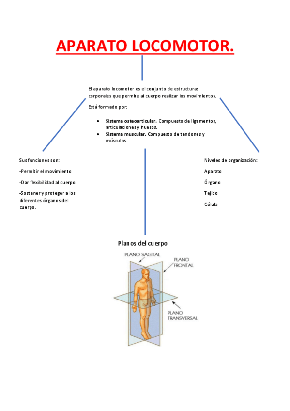 Miniatura del documento Mapa-conceptual-ap-locomotor.pdf