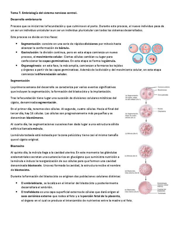 Miniatura del documento Tema-7.pdf