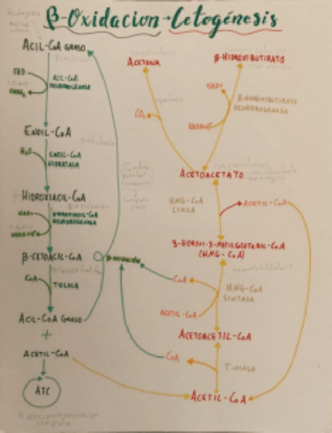 Miniatura del documento Beta-oxidacion-Cetogenesis.pdf