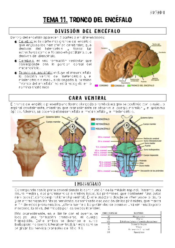 Miniatura del documento TEMA-11.pdf