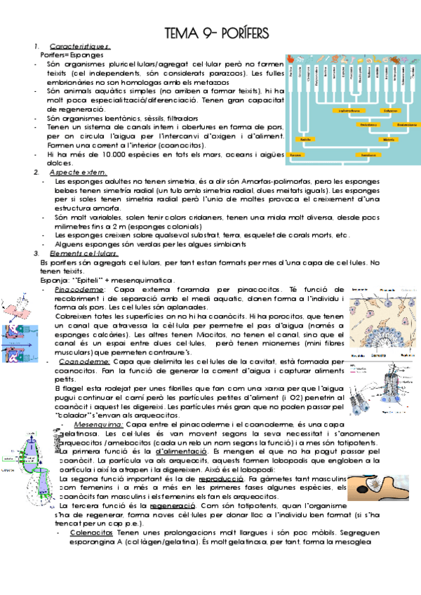 Miniatura del documento TEMA-9-PORIFERS.pdf
