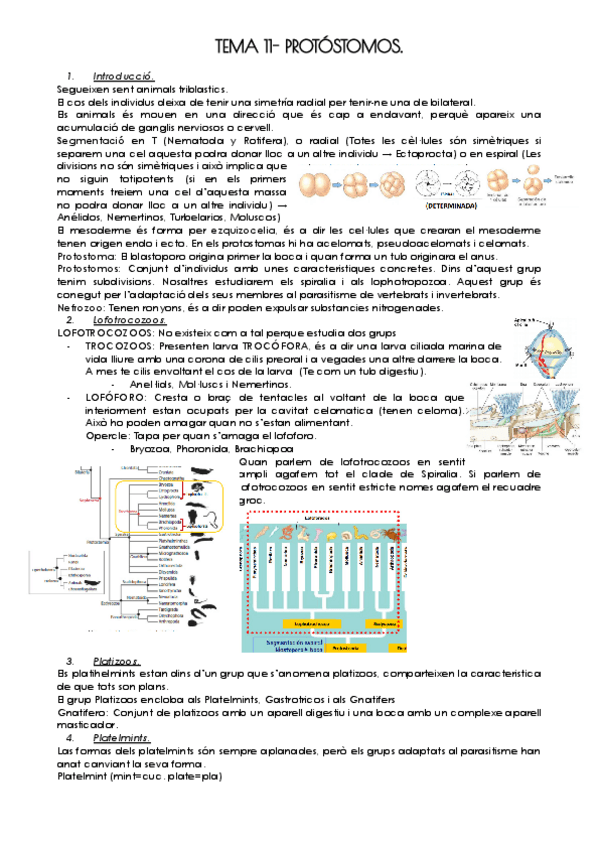 Miniatura del documento TEMA-11-PROTOSTOMOS.pdf