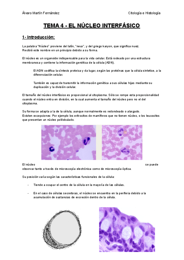 Miniatura del documento TEMA-4-EL-NUCLEO.pdf