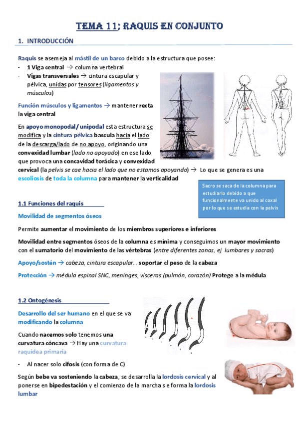 Miniatura del documento Tema-11-Raquis-en-su-conjunto.pdf