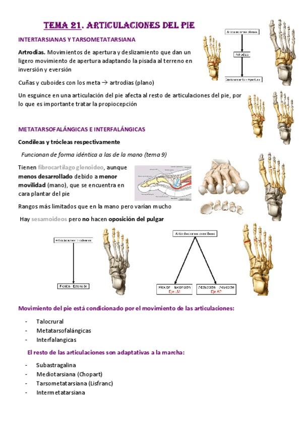 Miniatura del documento Tema-21-Pie.pdf