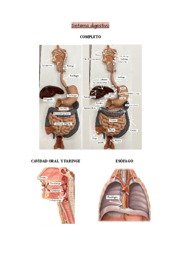 Miniatura del documento Sistema-digestivo.pdf