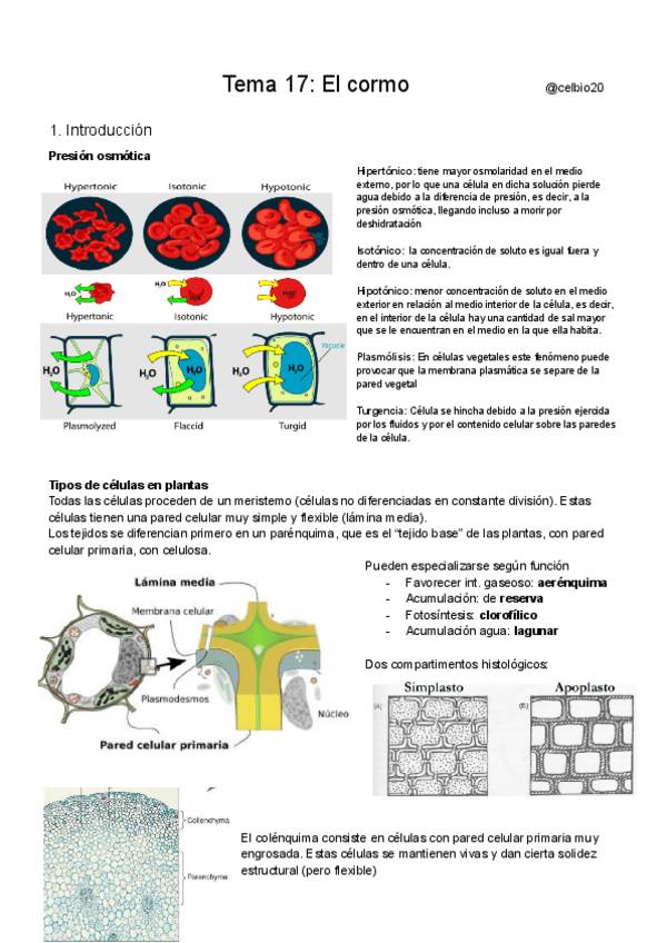Miniatura del documento Tema-17-El-cormo.pdf