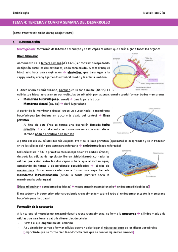 Miniatura del documento TEMA-4-Tercera-a-cuarta-semana-del-desarrollo.pdf