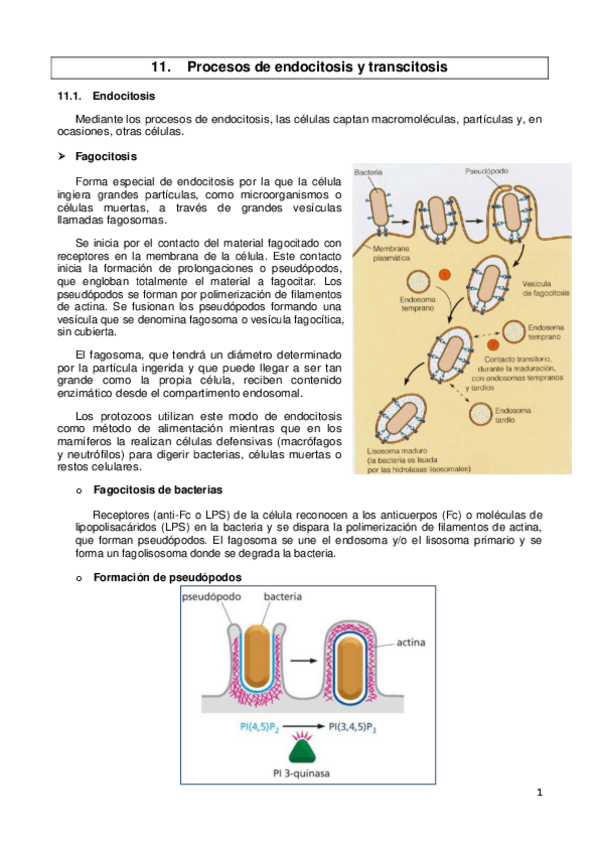 Miniatura del documento Biología celular parte II.pdf