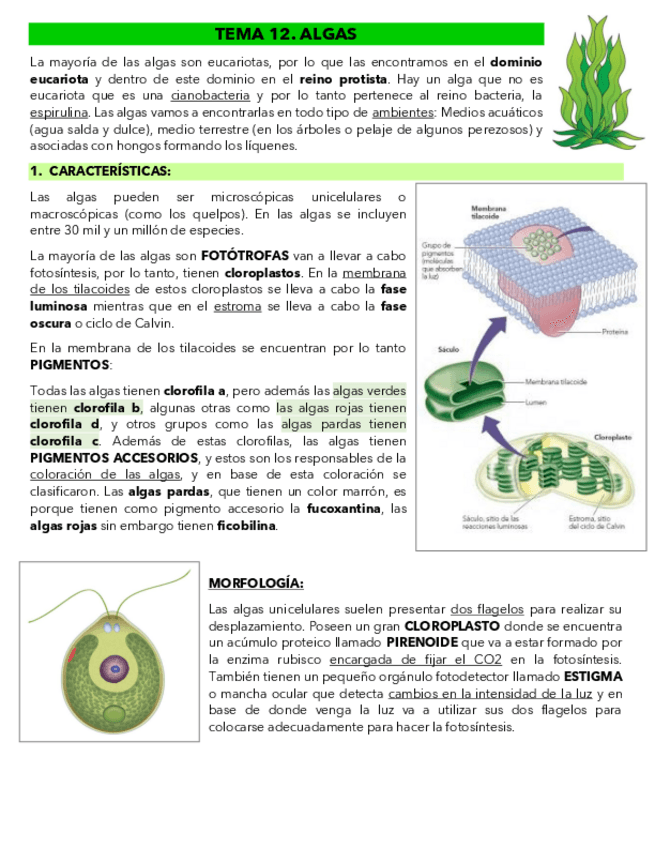 Miniatura del documento TEMA-12.pdf