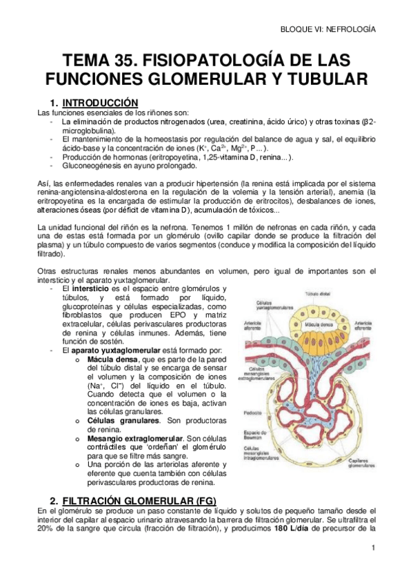 Miniatura del documento 35-FUNCIONES-GLOMERULAR-Y-TUBULAR.pdf