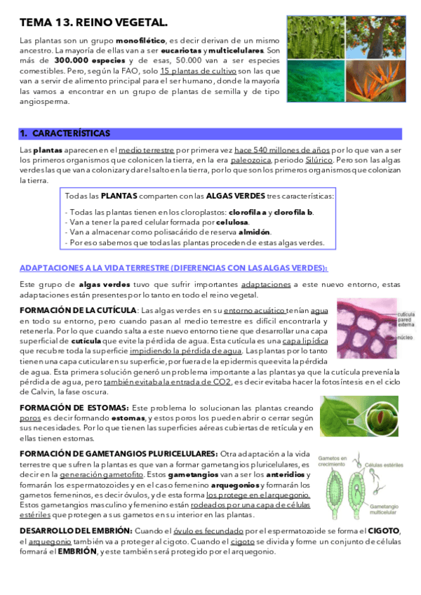Miniatura del documento REINO-VEGETAL.pdf