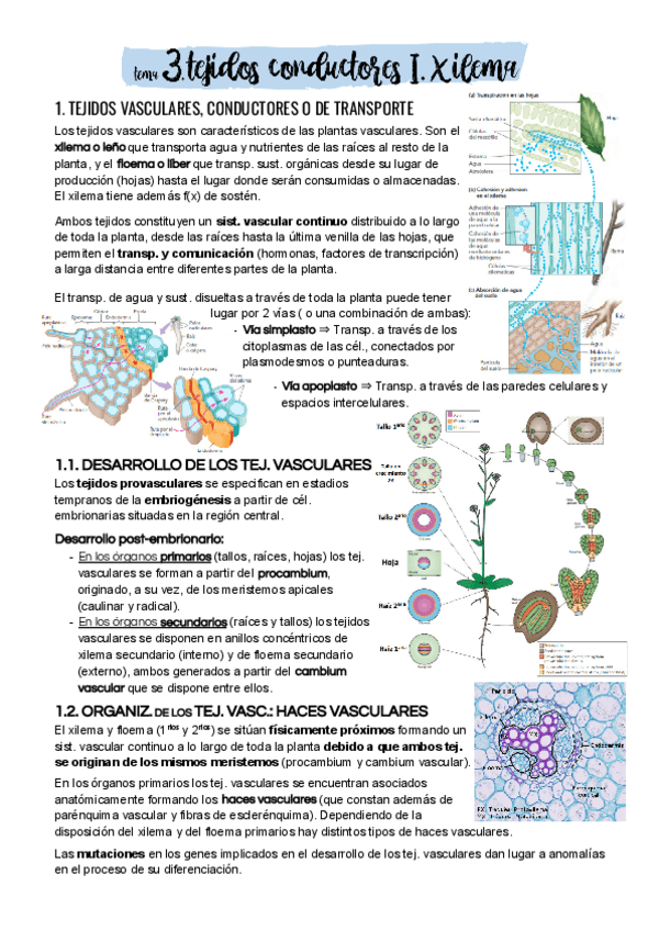 Miniatura del documento Tema-3.pdf